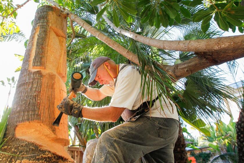 Tim Richards carves an Easter Island head from a palm tree at a Carmel Valley residence.