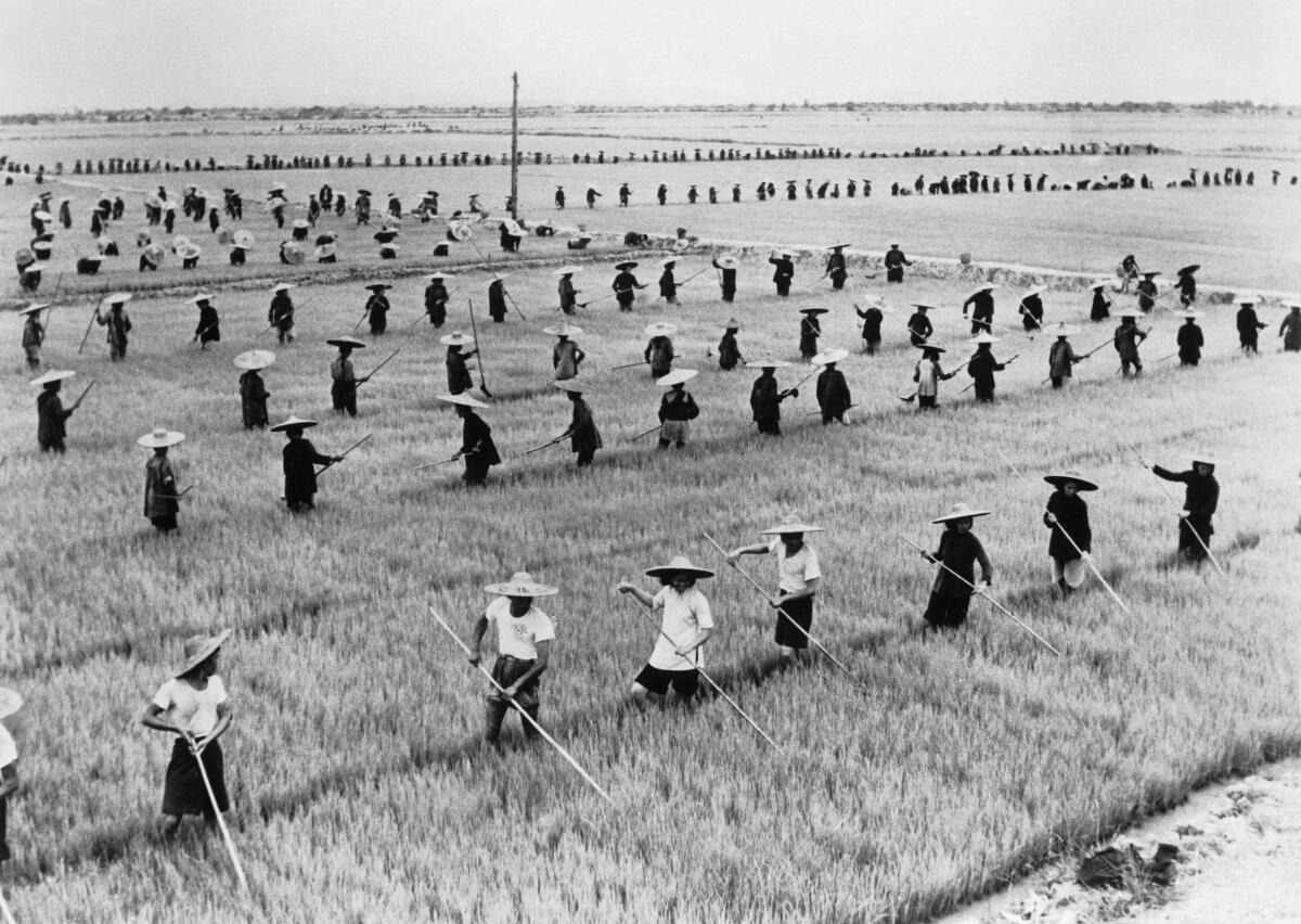 A Chinese rice field