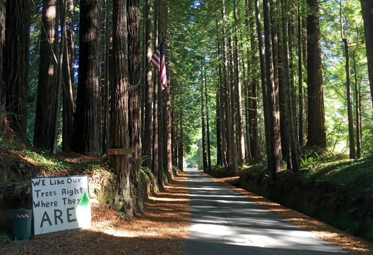 Redwood trees line many of the roads in Del Norte County.
