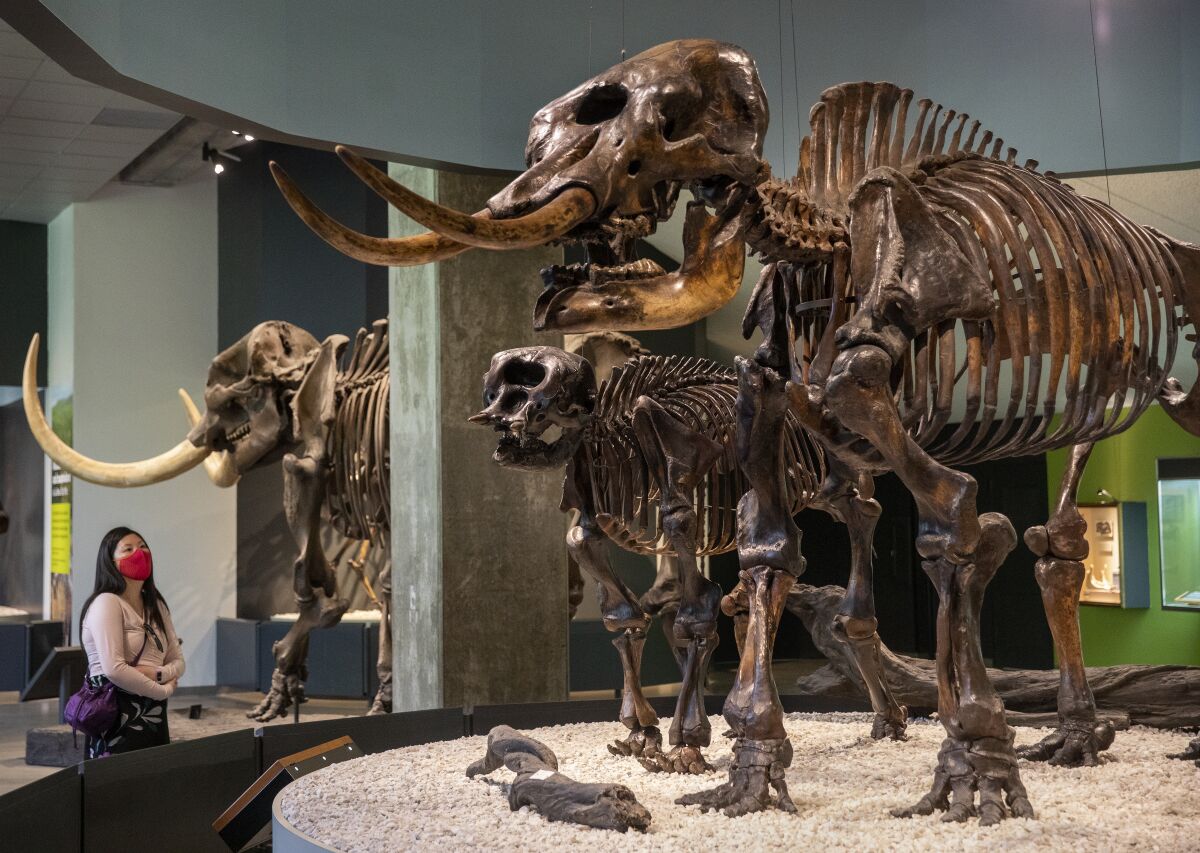 A woman looks at an exhibit of fossils at The La Brea Tar Pits in Los Angeles