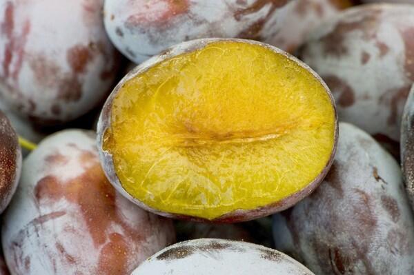 Tulare Giant plum