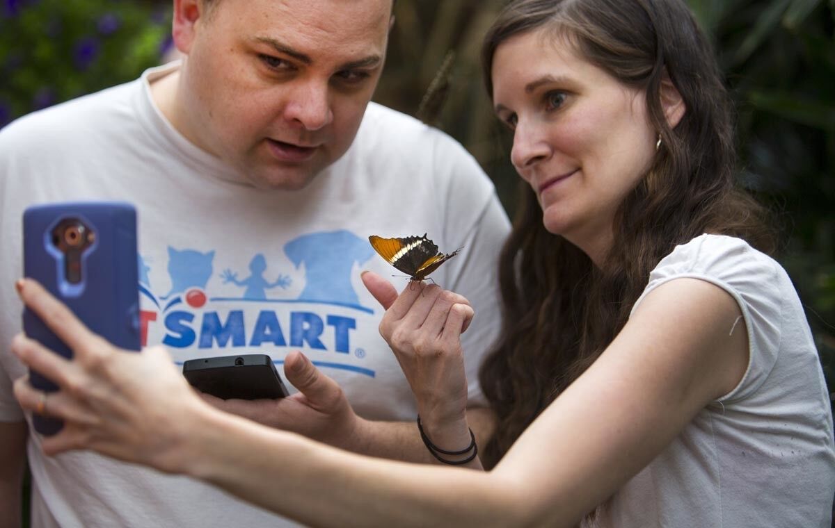 David and Sarah Thatcher take a self photo with a rusty-tipped page butterfly, one of the 20 different species of butterflies on display in the Butterfly Jungle at the San Diego Zoo's Safari Park.