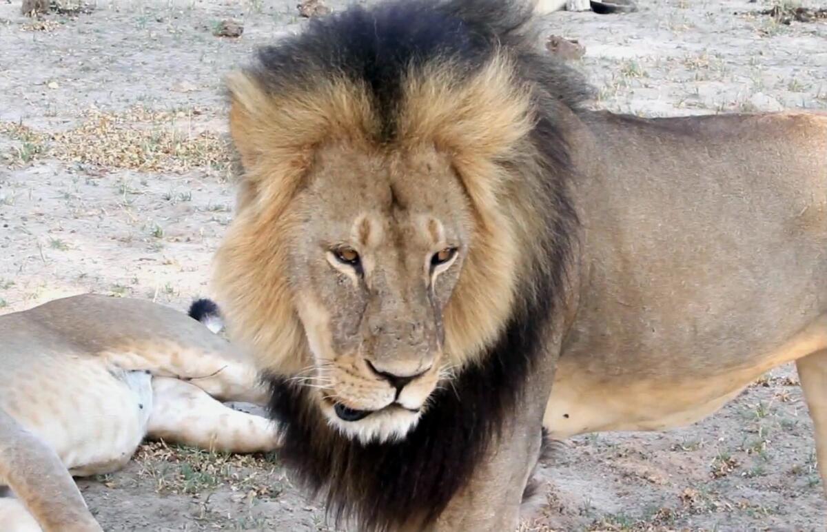 En esta foto tomada en noviembre del 2012 de un video difundido por Paula French, se ve al león Cecil en el Parque Nacional Hwange de Zimbabue. Las autoridades de la vida silvestre de Zimbabue dijeron que buscan la extradición de Walter Palmer, un dentista estadounidense que mató al león. La Autoridad Nacional de Parques y Vida Silvestre dijo el 2 de agosto del 2015 que el león Jereicho, compañero de Cecil, no murió, según dijo una versión.