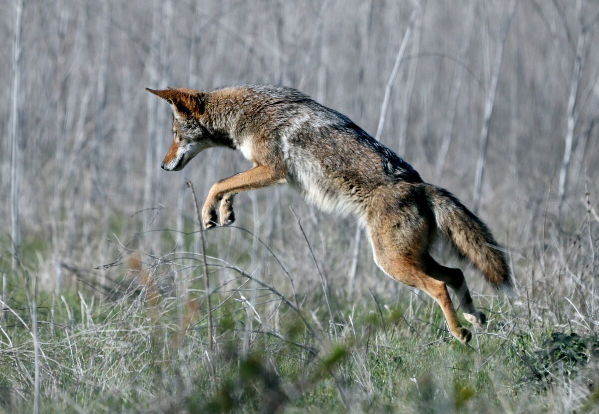 A coyote jumps into the air as it hunts small rodents on the fields at Fairview Park in Costa Mesa in March.