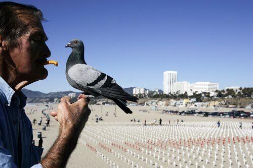 World War II veteran John Necich, 85, feeds a pigeon on the Santa Monica Pier on Sunday afternoon, as he has done for the last 15 years. On the beach below, a temporary memorial to Iraq war dead called Arlington West is set up Sundays.