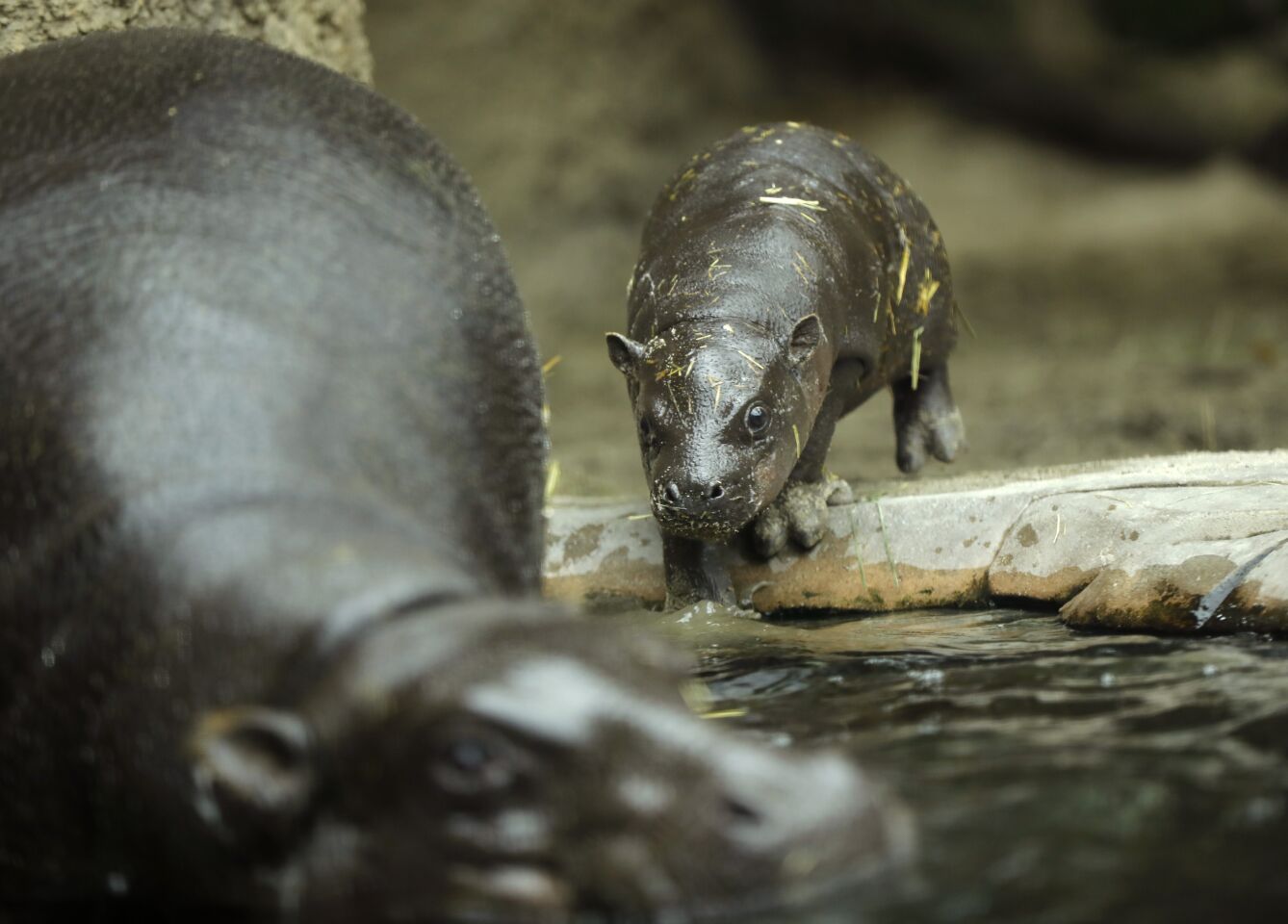 Akobi, a 40-pound, 67-day-old pygmy hippopotamus, follows his mom Mabel into the water at the San Diego Zoo on June 15, 2020. Akobi was introduced to the public for the first time as it explored the main exhibit for the first time Monday.