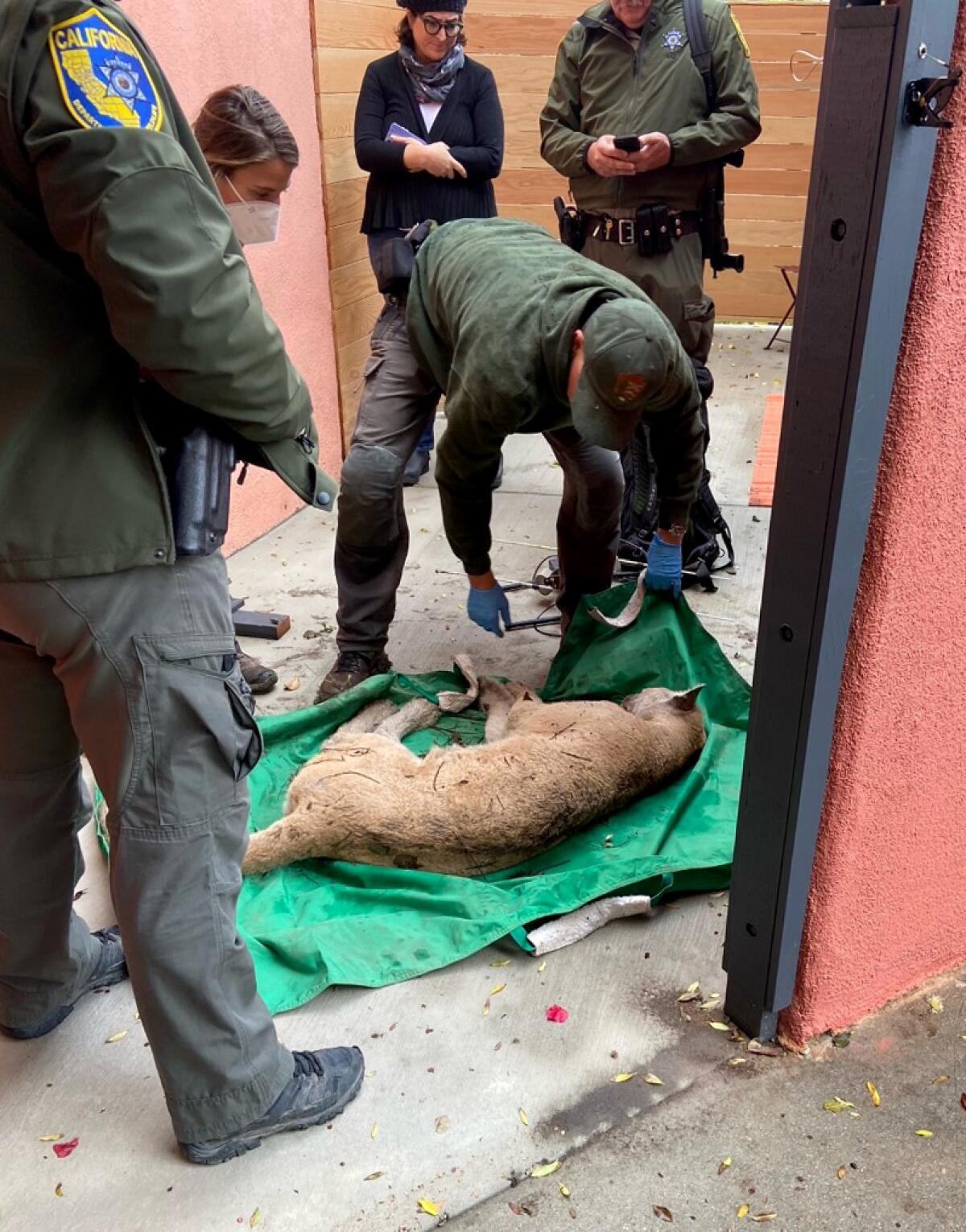 Several people in green jackets stand around an inert mountain lion on concrete next to a home. 