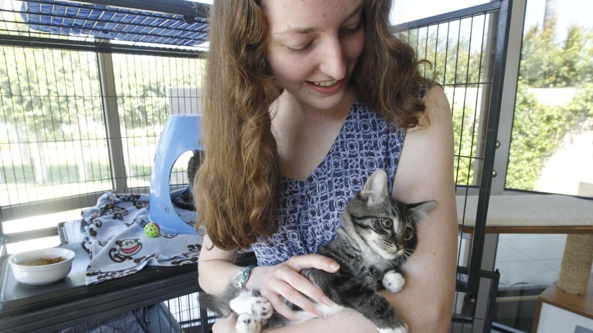 PAWS volunteer Sarah Ziegler holds one of the several months-old kittens at the Coronado animal are facility.