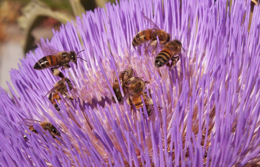 Half a dozen bees pollinate a bright purple artichoke blossom.