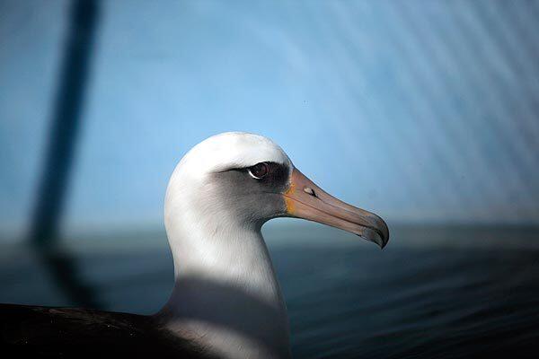 A Laysan Albatross