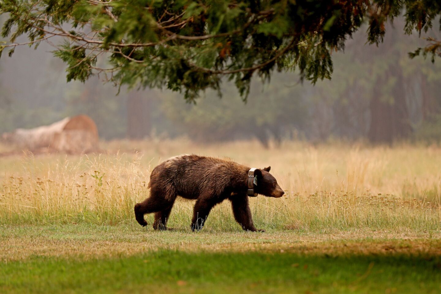 An American black bear strolls in a meadow behind the Majestic Yosemite Hotel in the Yosemite Valley.