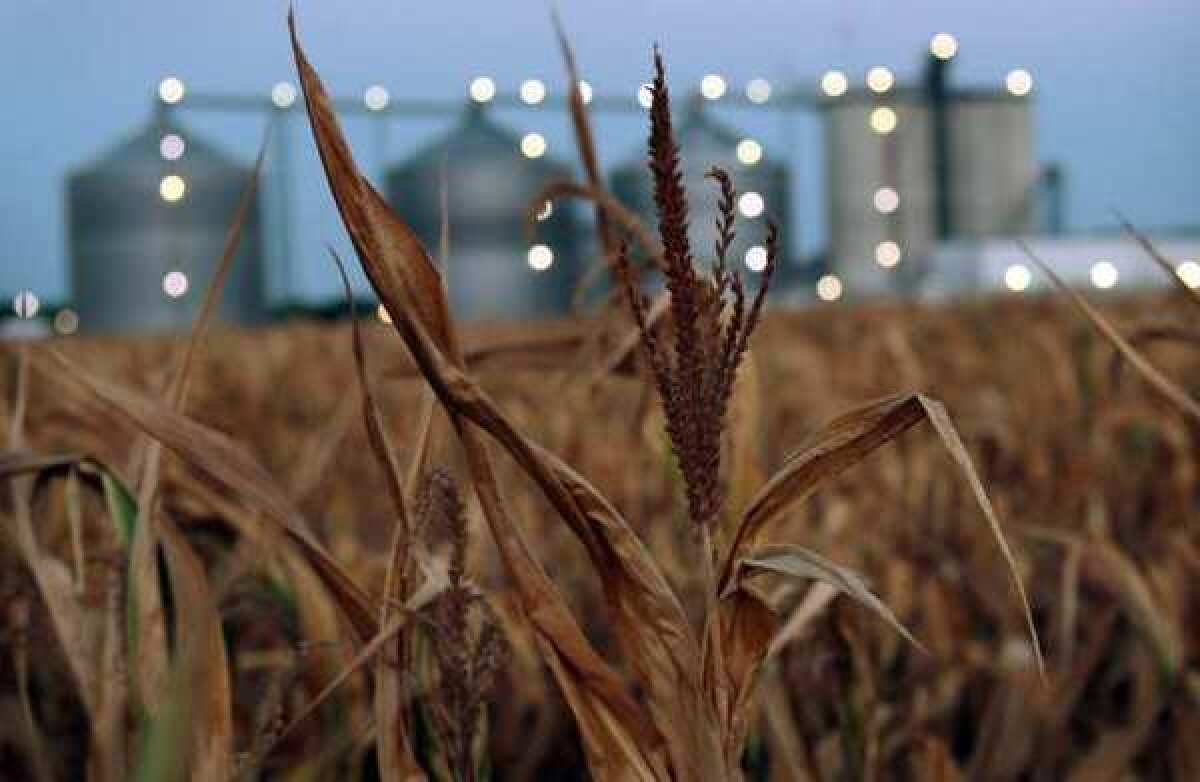 A field of dead corn sits next to the Lincolnland Agri-Energy ethanol plant in Palestine, Ill. This summer's extended drought has scorched corn and soybean crops across the Midwest.
