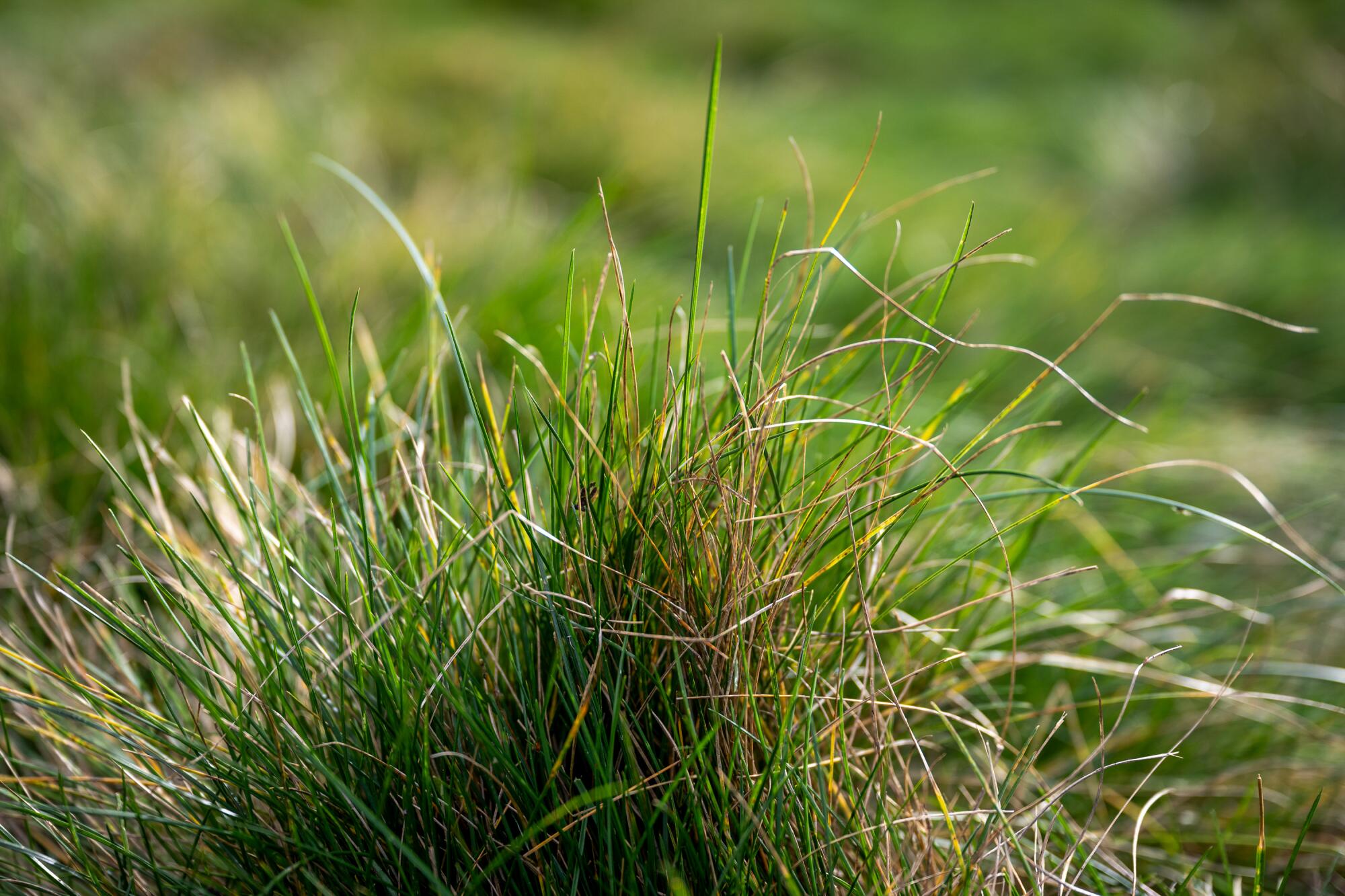 A closeup of a tuft of fescue grass.