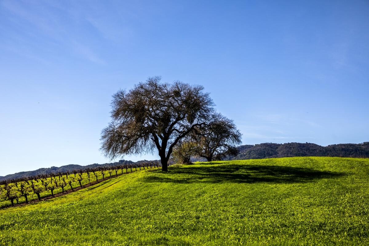 Grapevines, rolling green hillside and a large tree.