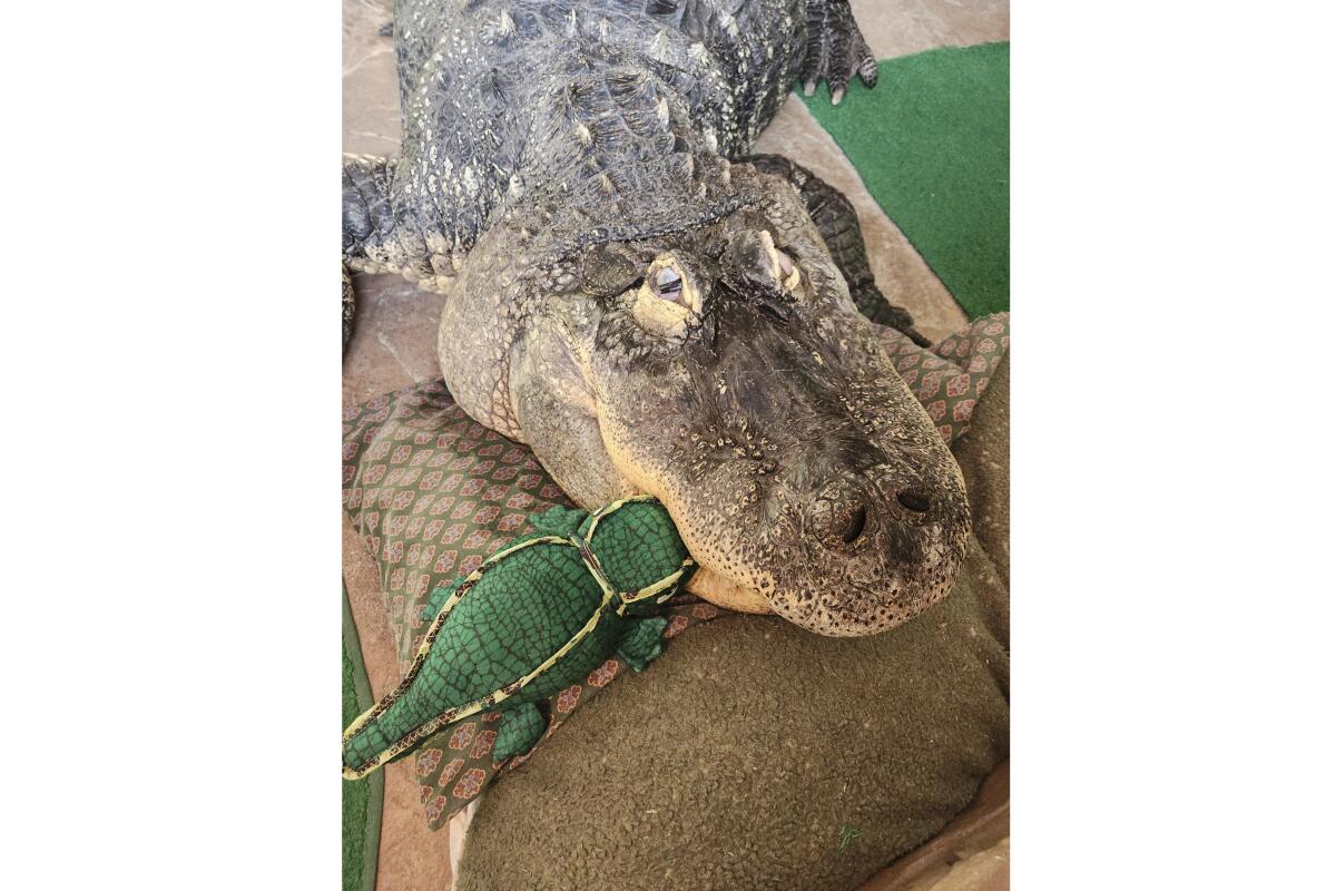 A New York man's pet alligator was seized after 30 years. Now, he wants