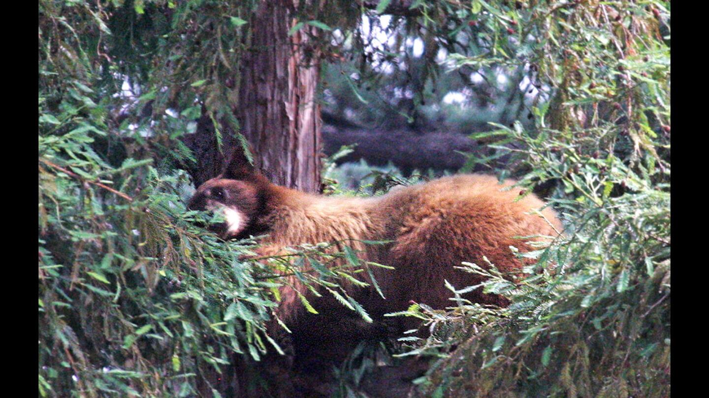 Photo Gallery: California black bear starts at YMCA to a pool to then nap in a La Cañada Flintridge tree