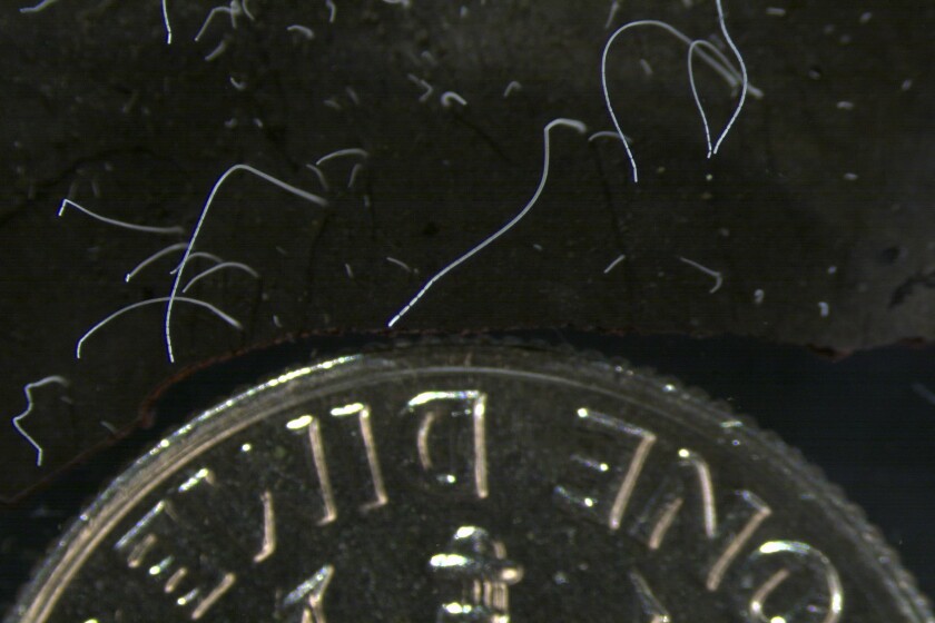 Thin strands of Thiomargarita magnifica bacteria cells next to a U.S. dime. 