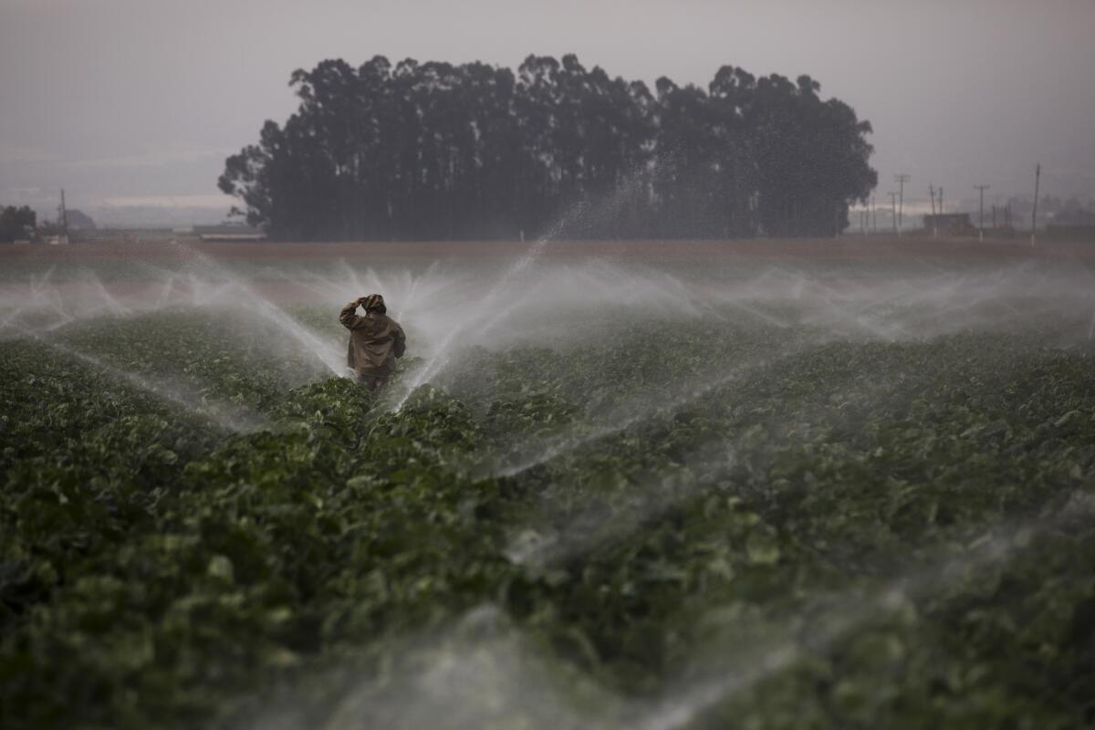 Sprinklers run as a farmworker walks through a broccoli field in Salinas, Calif. in 2018.