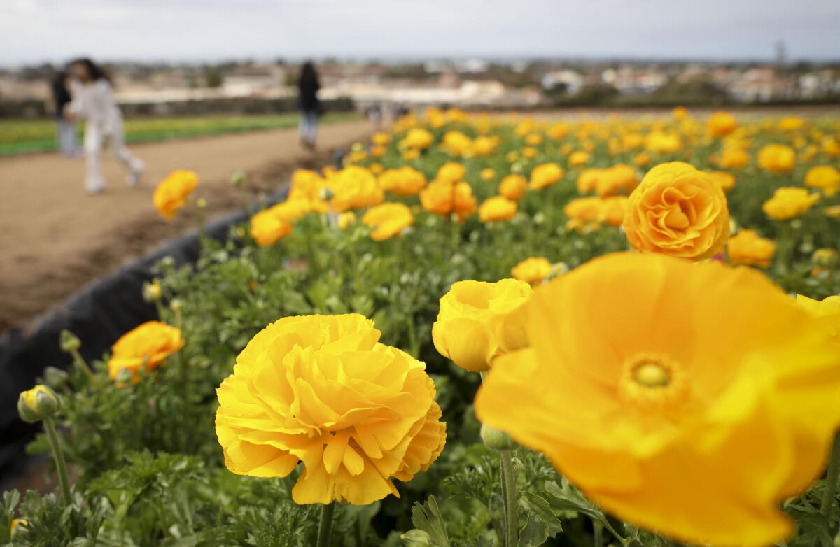 Newly bloomed Ranunculus Flowers during opening day at The Carlsbad Flower Fields on Sunday, March 3, 2024 