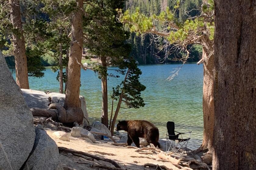 Mammoth Lakes, California-Sept. 5, 2024-A 500-pound bear, nicknamed 