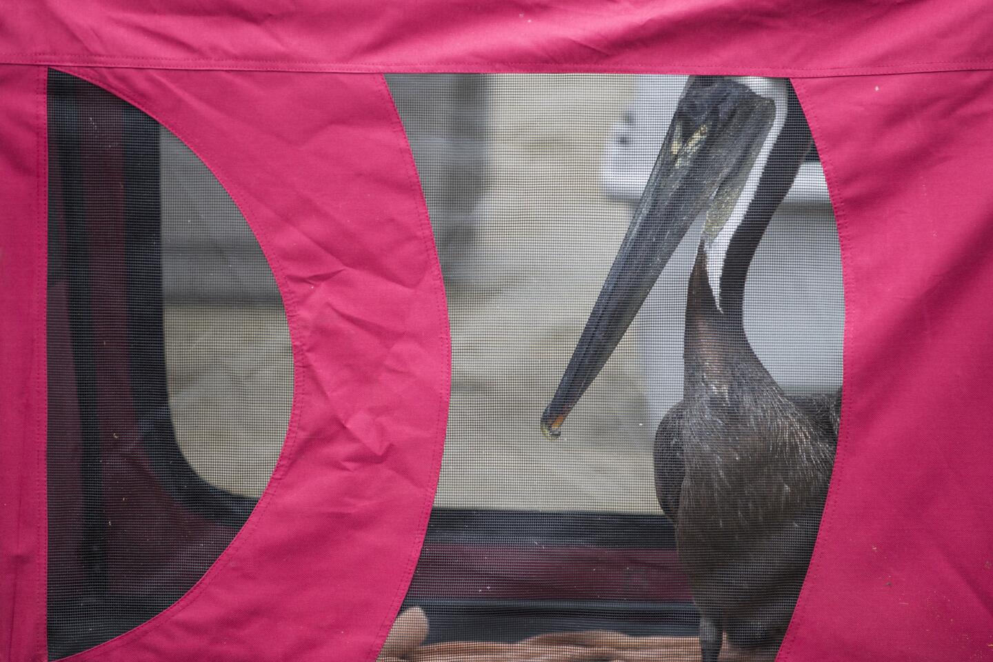 A rehabilitated brown pelican sits in a carrier waiting to be released from at Goleta Beach. The pelicans were affected by the Refugio State Beach oil spill in Santa Barbara County.