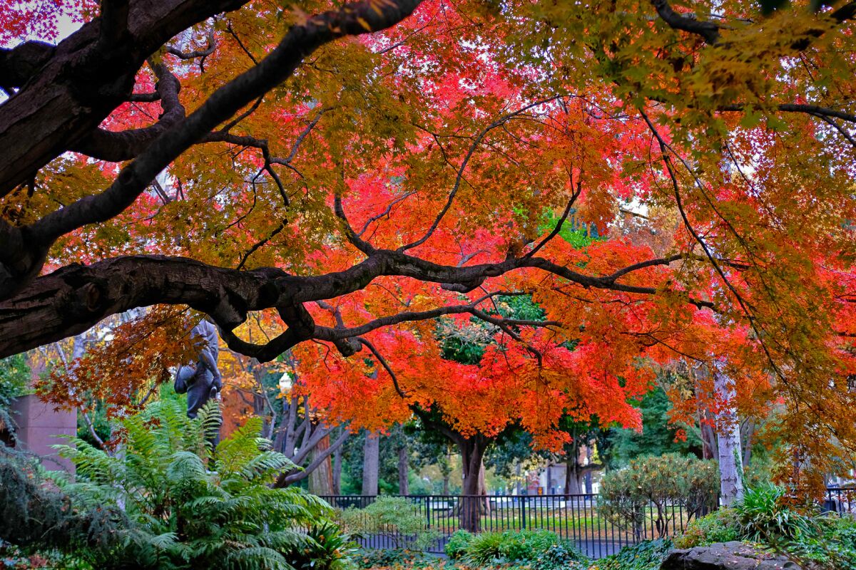 A striking Japanese maple turns color in late fall at Capitol Park in Sacramento.