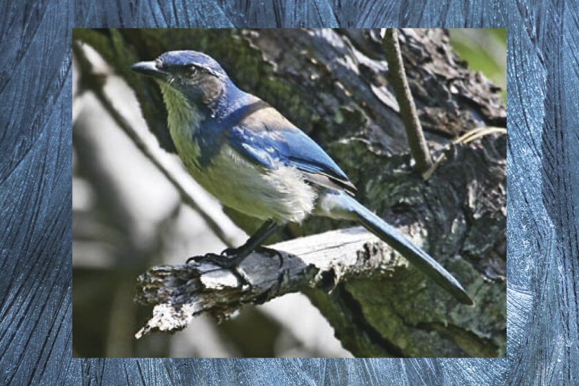 Photo of a California scrub jay