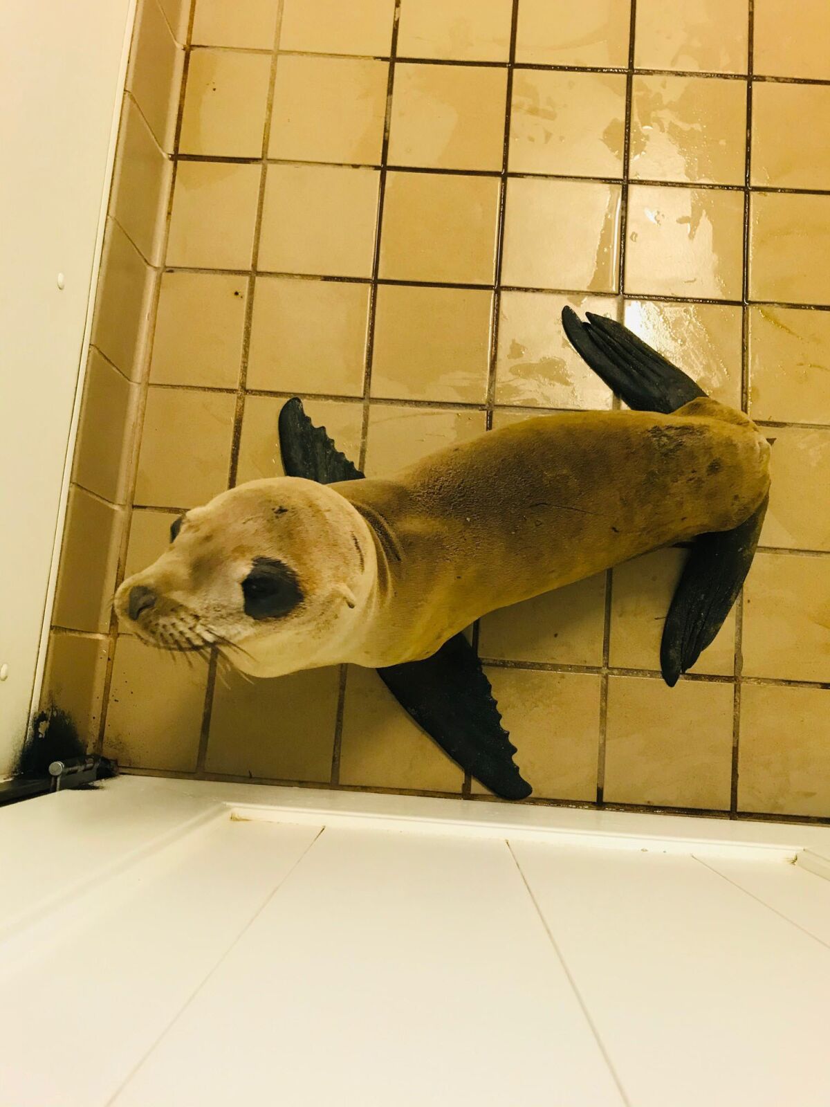 Miss Haggis, a California sea lion after rescue. She has a bad eye and fishing hook in her esophagus.