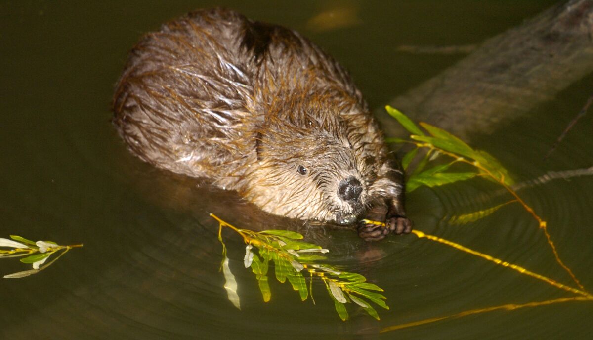A beaver in water, surrounded by twigs and leaves