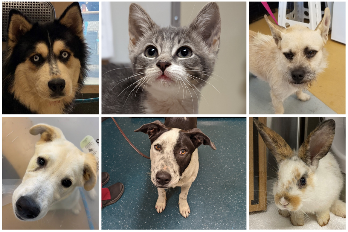 The San Diego Humane Society is trying to reunite owners with pets lost over the Fourth of July.