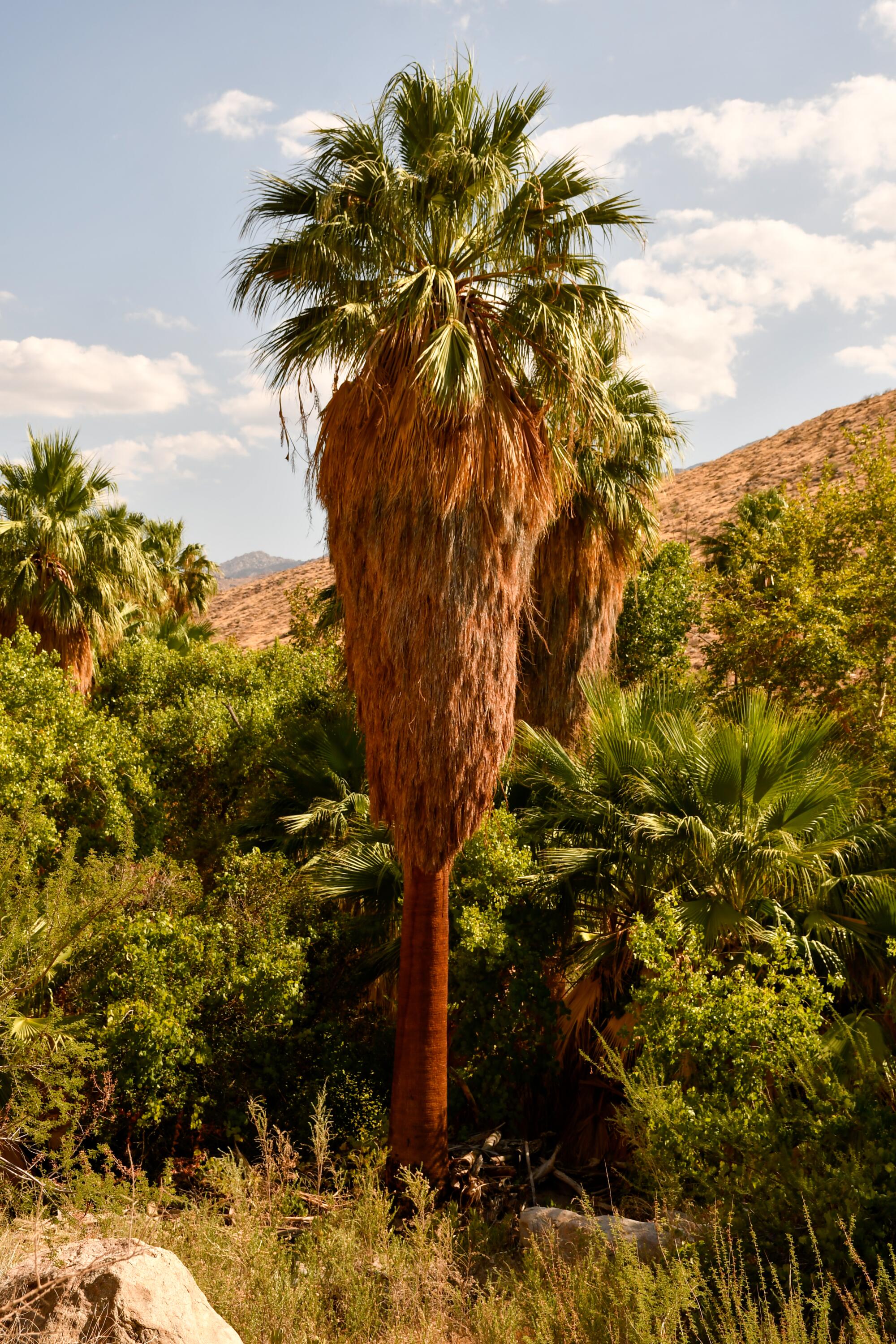 Palm trees in a desert