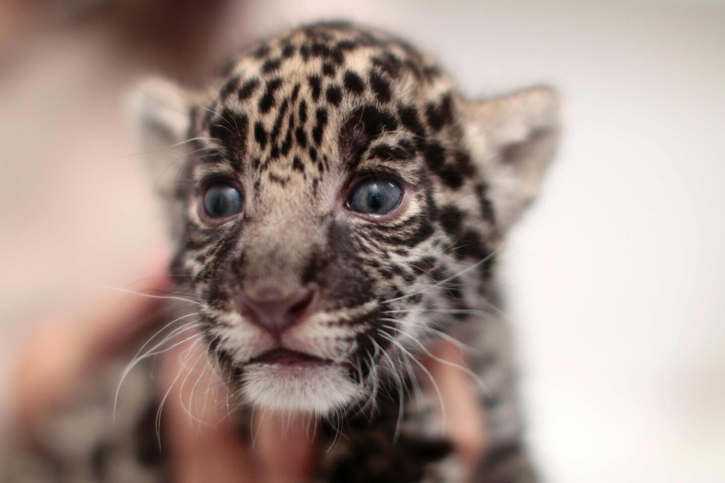 A jaguar cub is held by an employee at the Reino Animal zoo in Teotihuacan, Mexico, on June 16, 2016. Three jaguars were born in captivity May 23.