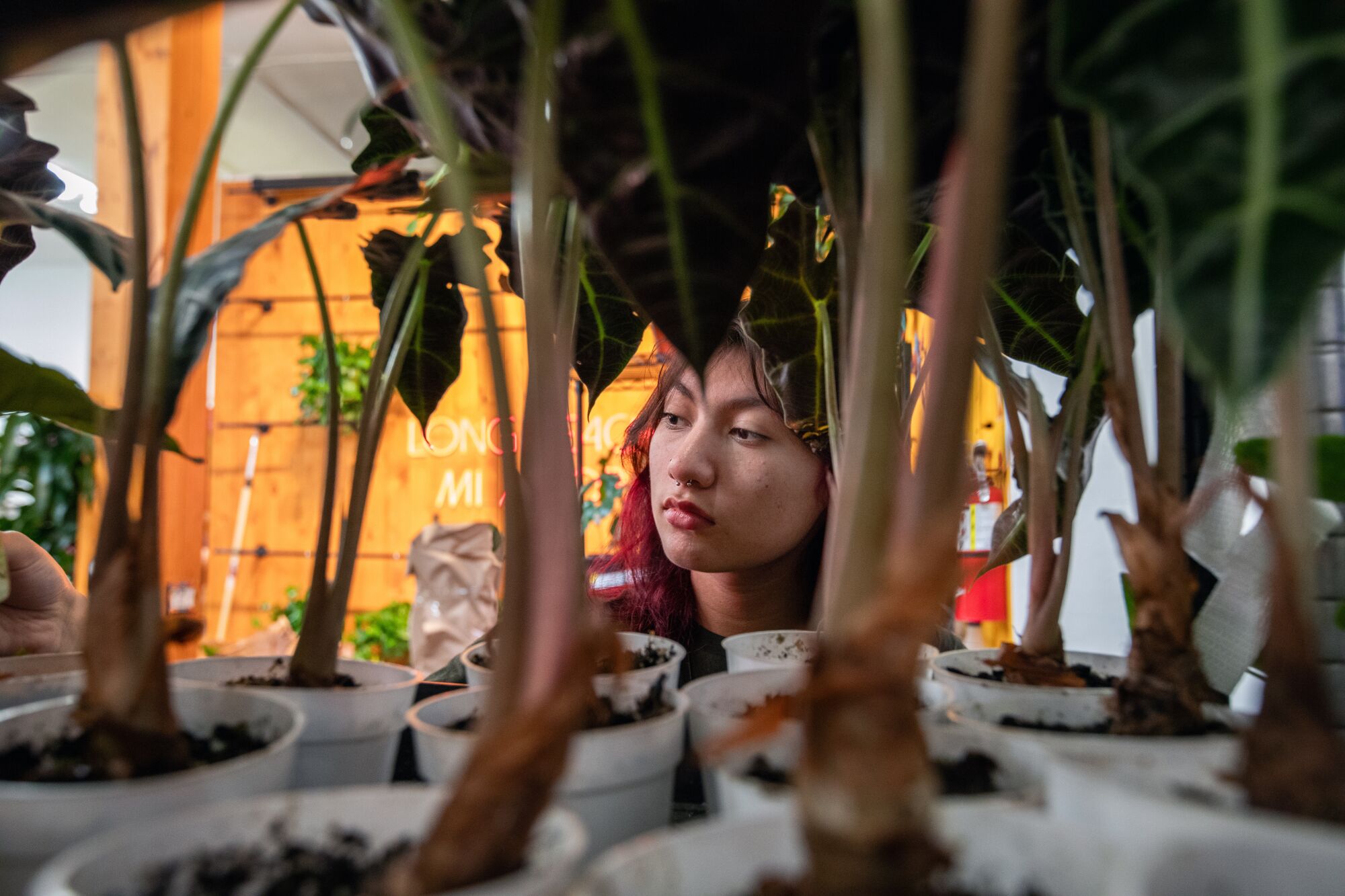 A young person's face is framed by the stems and foliage of plants at a plant shop.