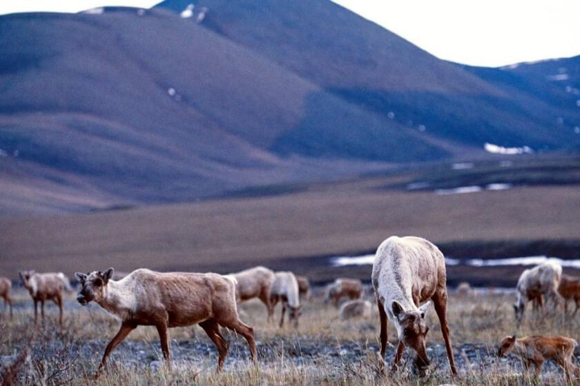 Caribou along the tundra of the Arctic National Wildlife Refuge. Thousands of the Porcupine caribou herd use the coastal plain most years as a birthing place and nursery during late spring and early summer. (photo taken June 2003 in foothills of the coastal plain) Chicago Tribune photo by Pete Souza The refuge consists of 19.5 million acres on the northern slope of Alaska. Eight million acres has been congressionally designated as wilderness. The 1002 areaaë1 1/2 million acres of the refugeaïs coastal plainaëhas become the political symbol of all the environmental battlegrounds. The Bush administration has renewed the controversy by pursuing legislation to open the 1002 area for oil drilling. Drilling in ANWR has also been in play as part of the early drafts of an upcoming Senate energy bill. In testimony before Congress this year, Interior Secretary Gale Norton referred to the coastal plain as aíflat, white nothingness.aì In fact, the coastal plain is home to polar bears, musk oxen, grizzly bears and 135 species of birds. Thousands of Porcupine Caribou also migrate to the coastal plain each spring for their calving grounds and nursery. Oil companies claim that drilling in the refuge will help solve our energy problems and reduce our dependence on imported oil. According to a study update by the U.S. Geological Survey (USGS) in 2000, there is a 95% chance of finding 1.9 billion barrels of economically recoverable oil,hance of finding 5.3 billion barrels of oil. Since Americans use 7 billion barrels of oil per year, the USGS concluded that there is in all likelihood a sixmonth supply of oil lying beneath the refuge coastal plain. ..OUTSIDE TRIBUNE CO. NO MAGS, NO SALES, NO INTERNET, NO TV.. Tribune Photo by Pete Souza 0218657A environment (energy)