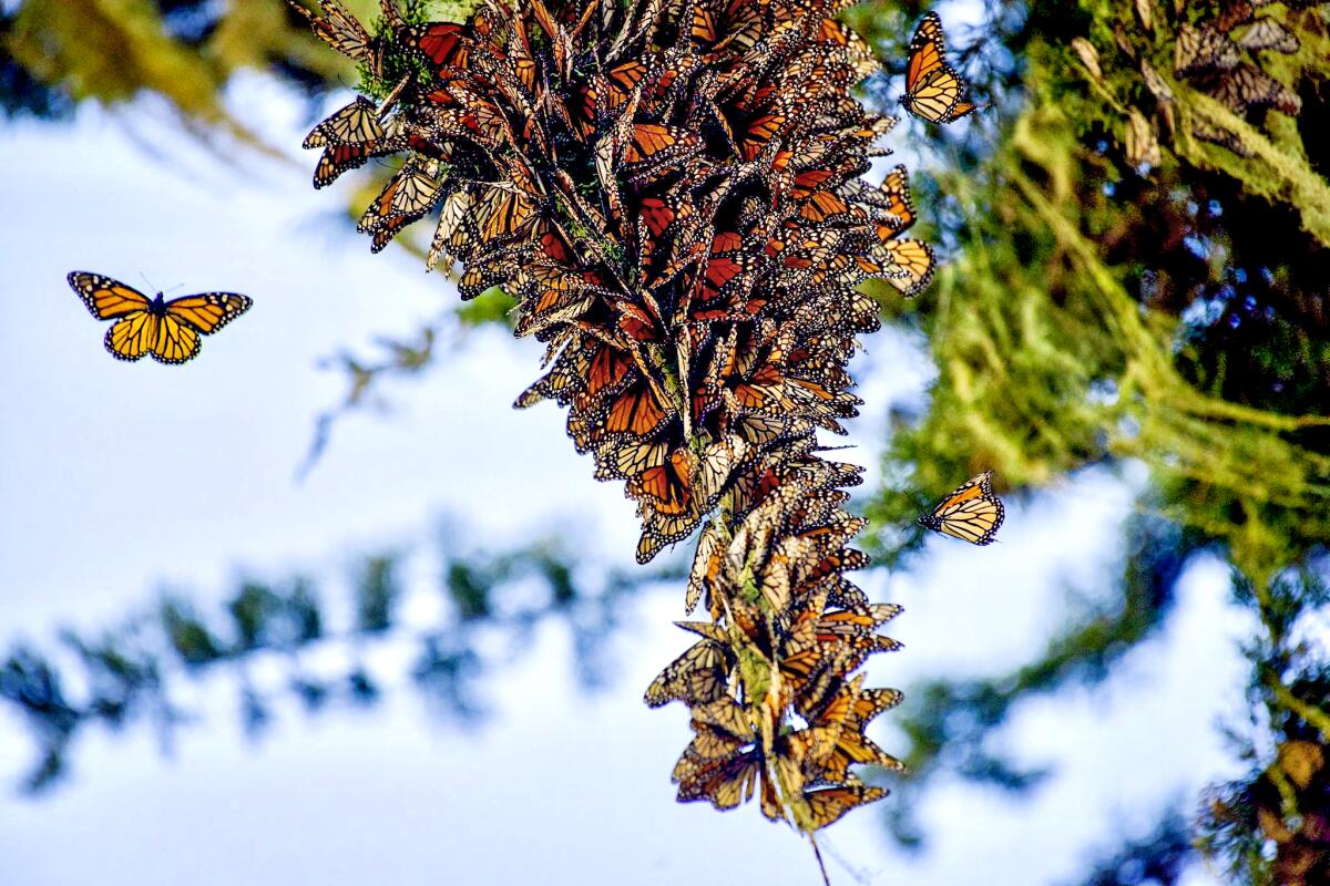 Mariposas monarca occidentales agrupándose en el Santuario de la Mariposa Monarca de Pacific Grove en 2016.