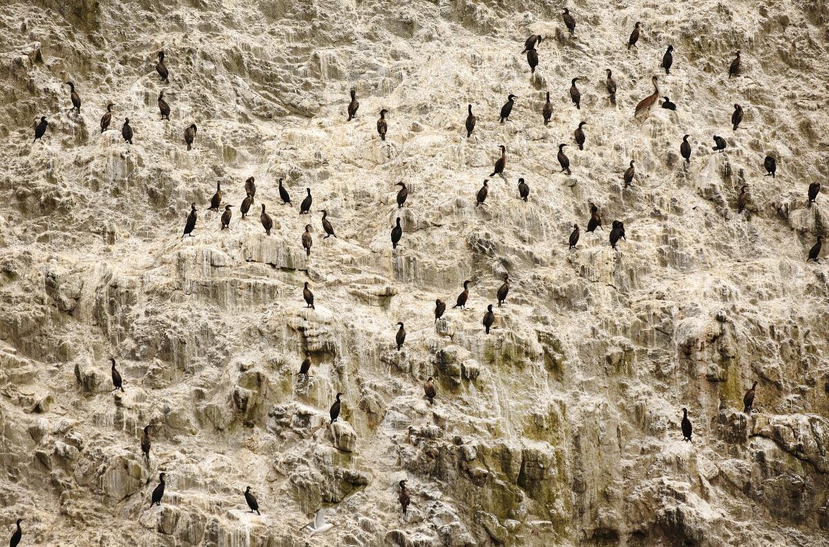 Los cormoranes de doble cresta se posan en las empinadas laderas de la isla de Anacapa.