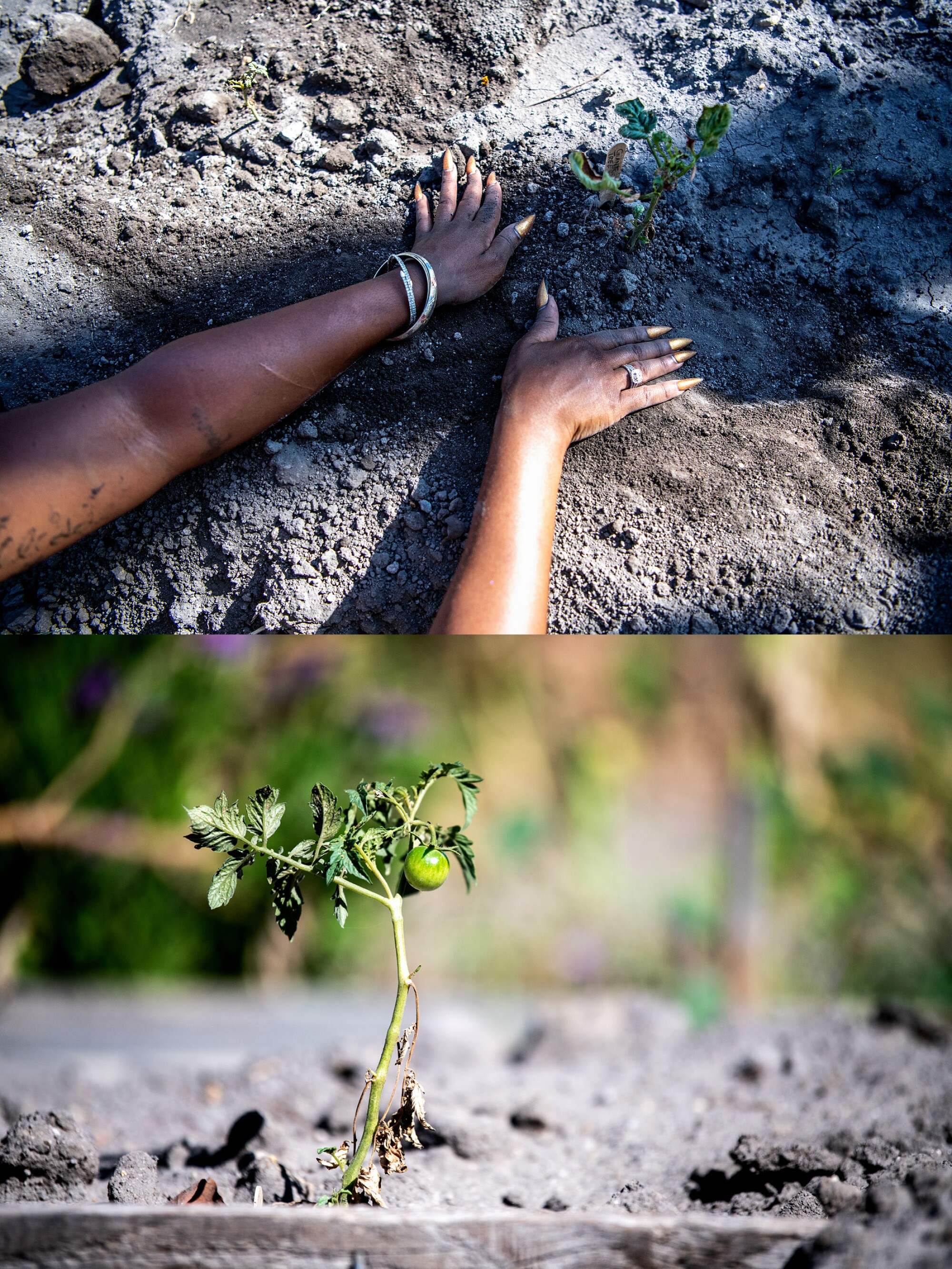 Two photos, the top and bottom of a young tomato plant with the hands of Jania Richardson working through the soil.