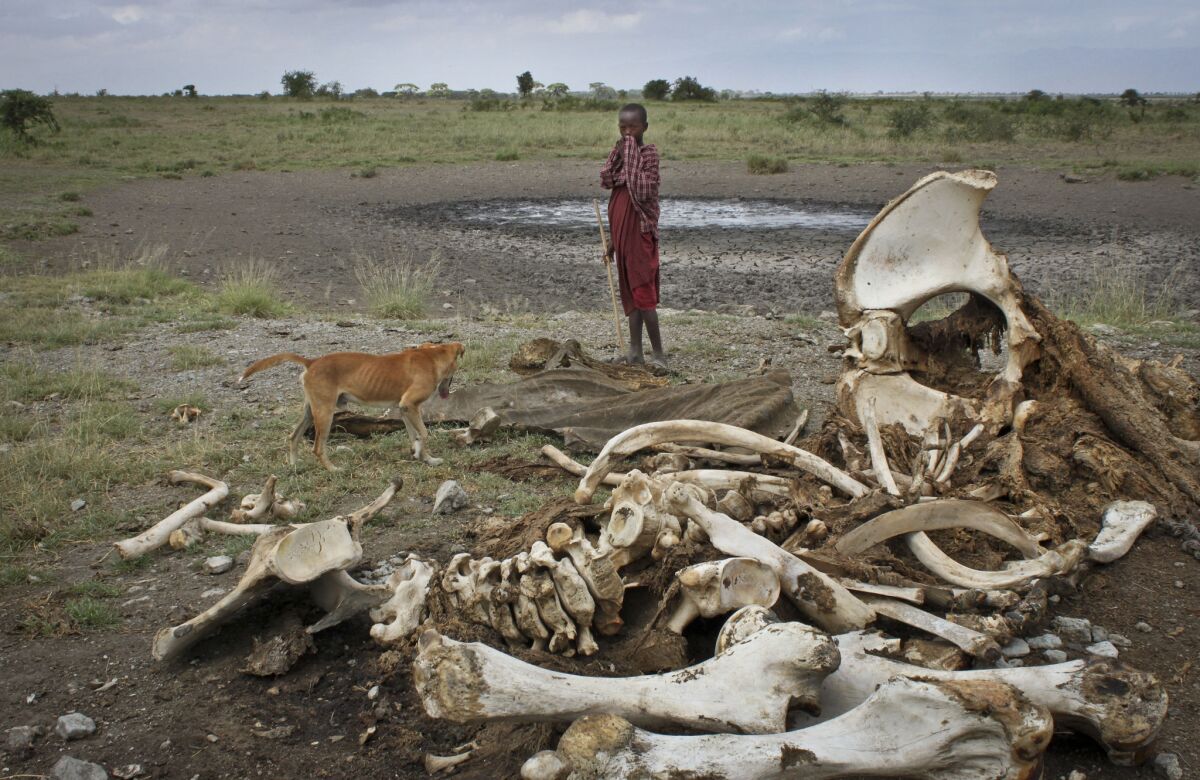 A Masai boy and his dog near the skeleton of an elephant killed by poachers in Arusha, Tanzania.