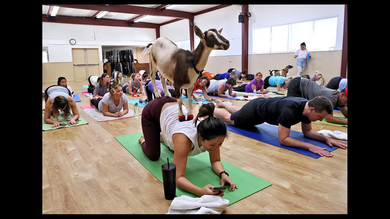 Canadian Yoga Hub