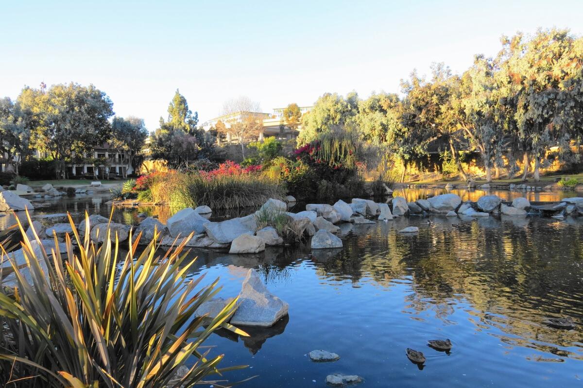 Webb Lake is a pond behind businesses on Bernardo Heights Road in Rancho Bernardo. Though on private property, the site is accessible to the public.