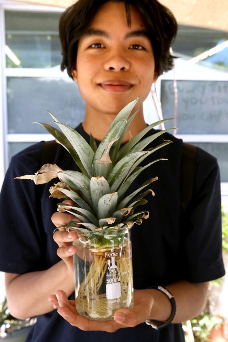 A student holds a pineapple top in a jar.