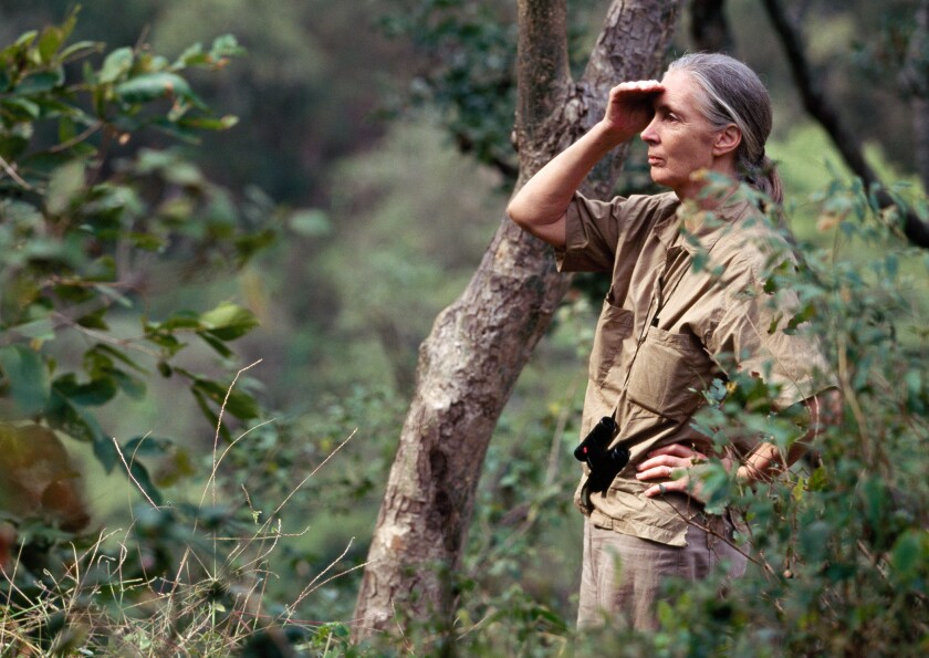 Primatologist Jane Goodall