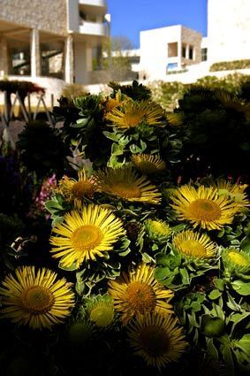 The colors and textures of the Central Garden are captured in springtime. Here, Canary Island daisy in its peak bloom.