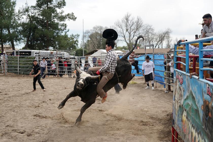 A bull rider shows his skills as the barrelmen and wranglers look on.