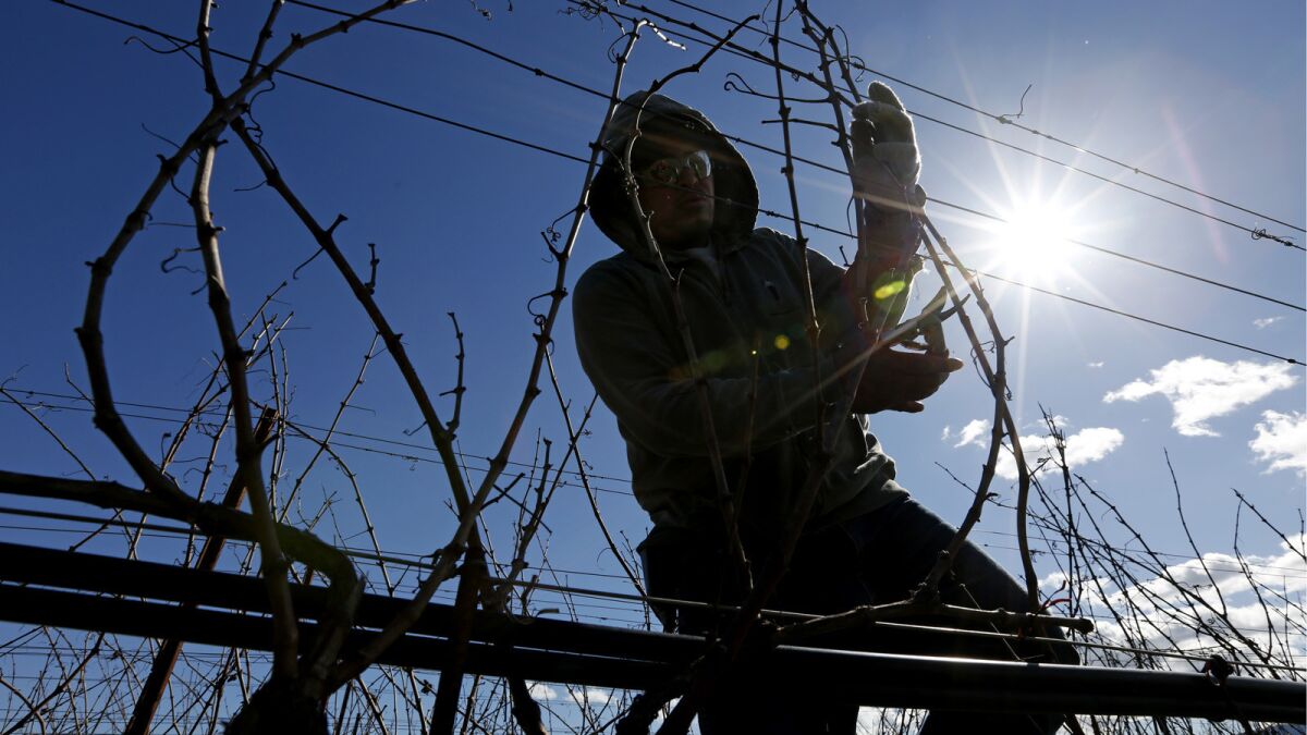 A worker tends a vineyard in Napa County, where a labor shortage is driving contractors farther afield to fill their work crews.