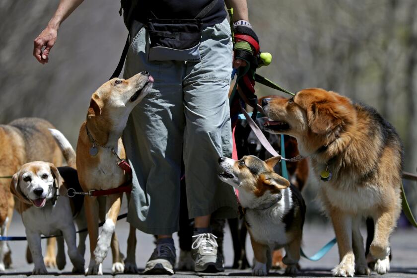 Dog walker Kathleen Chirico strolls with a pack of dogs during a warm day along the Hudson River, Wednesday, May 2, 2018, in Hoboken, N.J. Temperatures are expected to reach the 80s on Wednesday following a colder than usual early spring. (AP Photo/Julio Cortez)