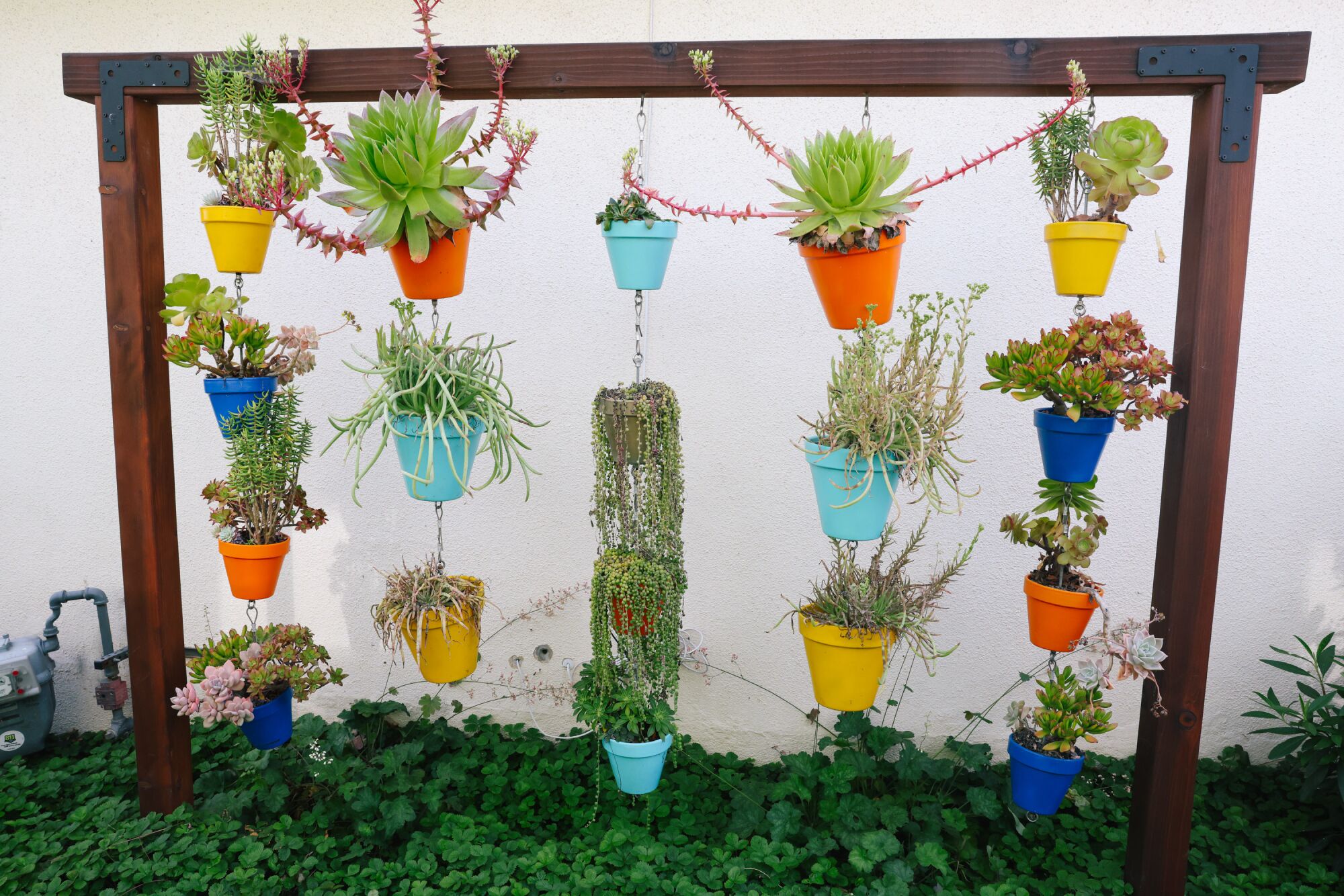 Succulent plants grow in a side yard on a trellis.