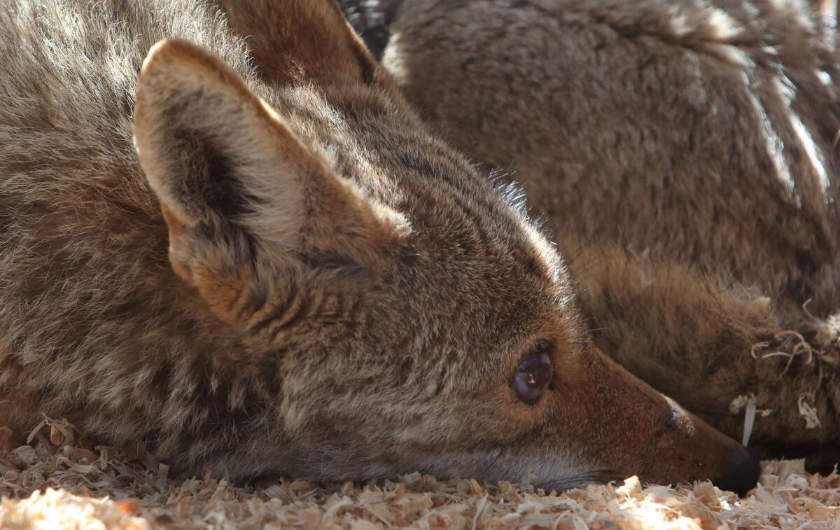 A female coyote at an enclosure at a wildlife rehabilitation center in Los Olivos. 