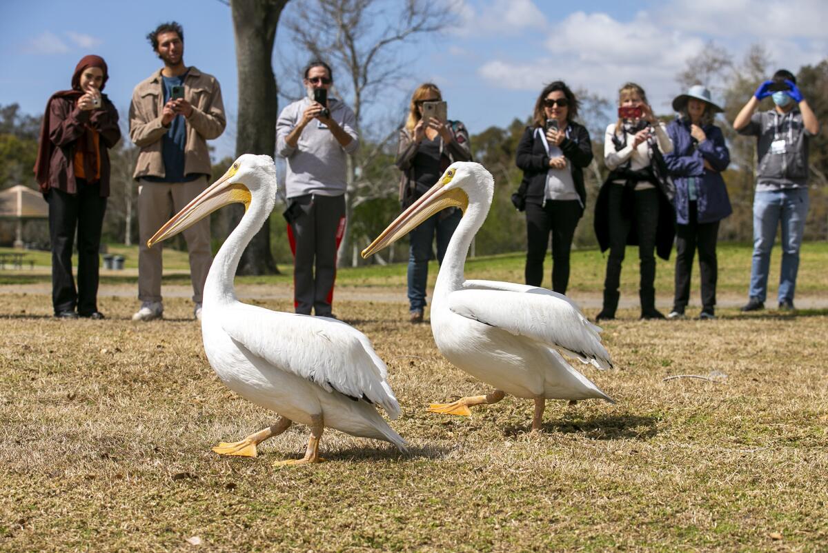 Two white pelicans were released at William R. Mason Regional Park.