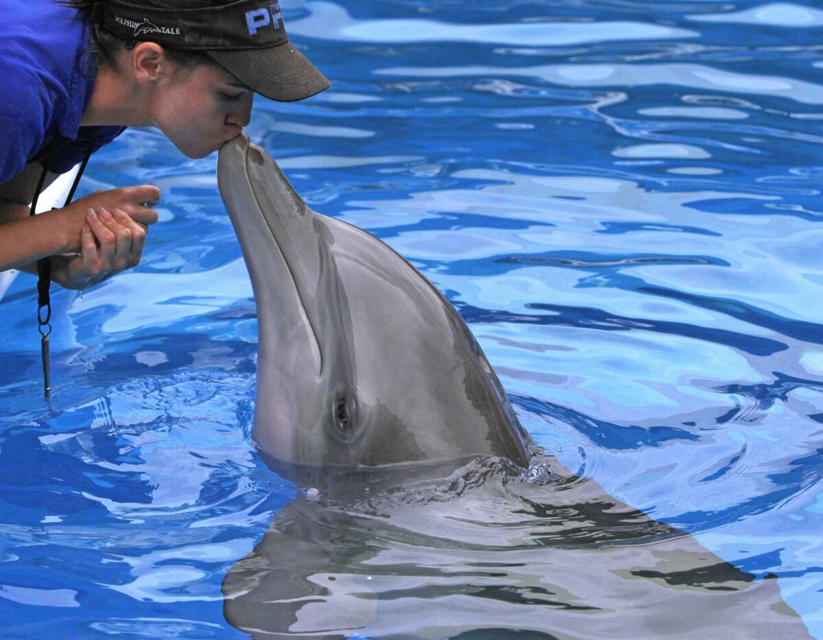 FILE - Abby Stone gives Winter, the tail-less dolphin a smooch during a recent training session in his tank at the Clearwater Marine Aquarium on Sept. 4, 2011. The prosthetic-tailed dolphin, Winter, that starred in the "Dolphin Tale" movies has died at a Florida aquarium despite life-saving efforts by animal care experts. The Clearwater Marine Aquarium said the 16-year-old female bottlenose dolphin died Thursday, Nov. 11, 2021, while being treated for a gastrointestinal abnormality. (Jim Damaske/Tampa Bay Times via AP)